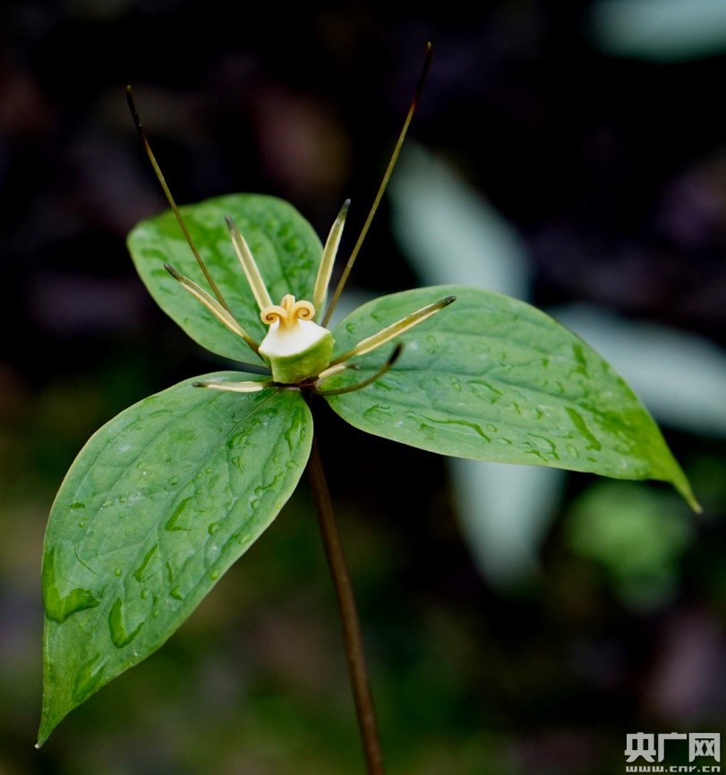 昆明植物研究所。