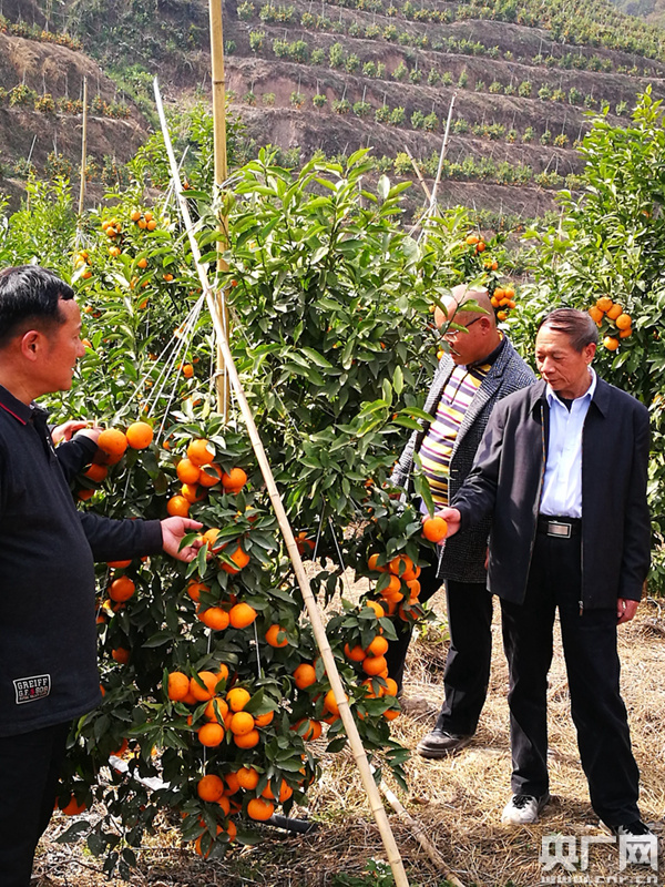 新春走基层:新平芸香飘 沃柑枝头笑