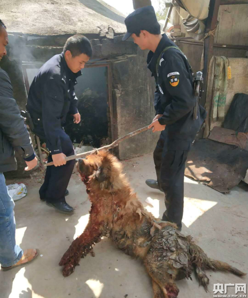 发疯藏獒咬伤村民 云南昌宁警方果断击毙