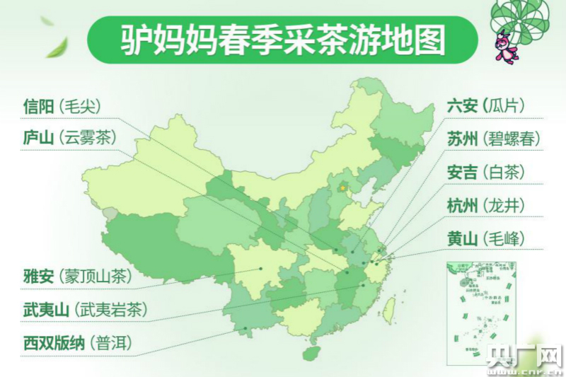 清明前后新茶飘香 西双版纳南糯山上榜采茶游热门目的