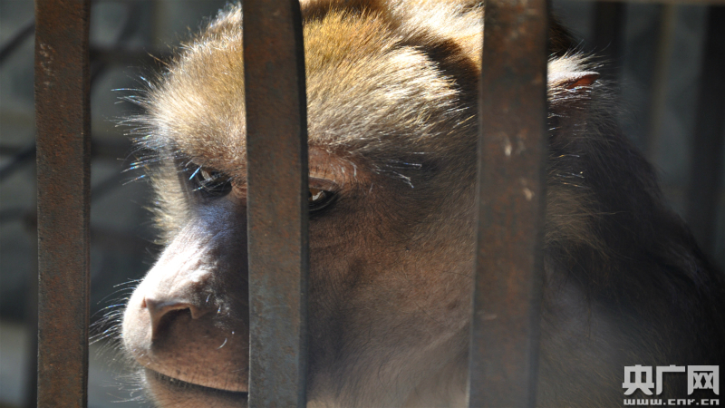云南普洱村民主动上交小猴子 竟是国家一级保护动物熊猴