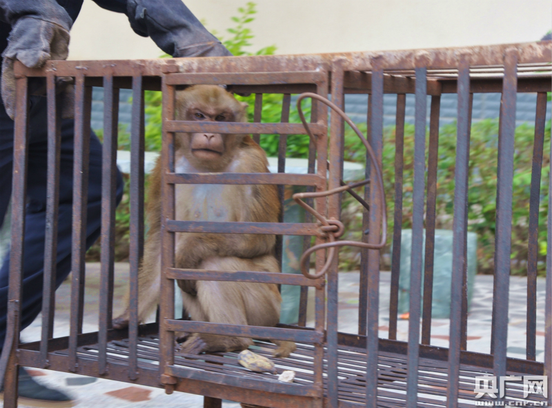 云南普洱村民主动上交小猴子 竟是国家一级保护动物熊猴