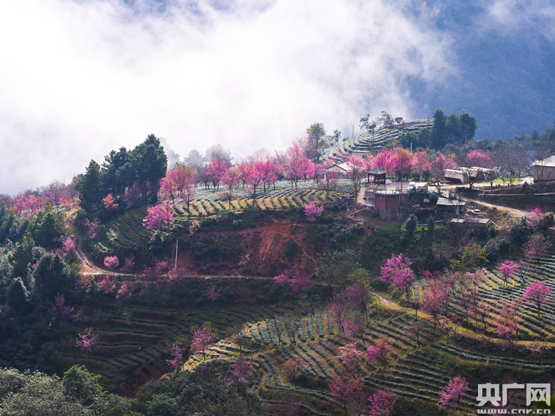 云南快讯  央广网大理3月1日消息 近年来,云南大理白族自治州南涧彝族