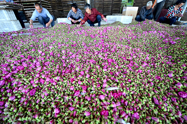 5月3日,农民在安徽亳州市谯城区双沟镇吴寨村千亩玫瑰花种植基地图片