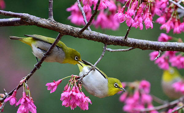 初春时节鸟纷飞