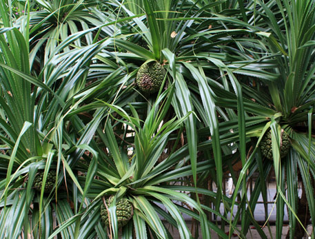 海南植物大全及名称图片