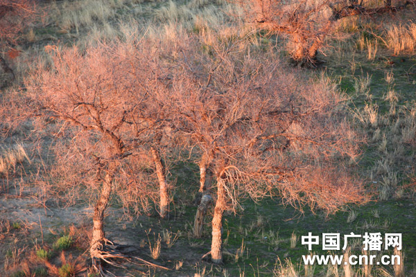 渴!饱受缺水困挠的吉林向海湿地