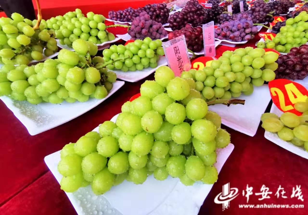 段园镇葡萄节图片