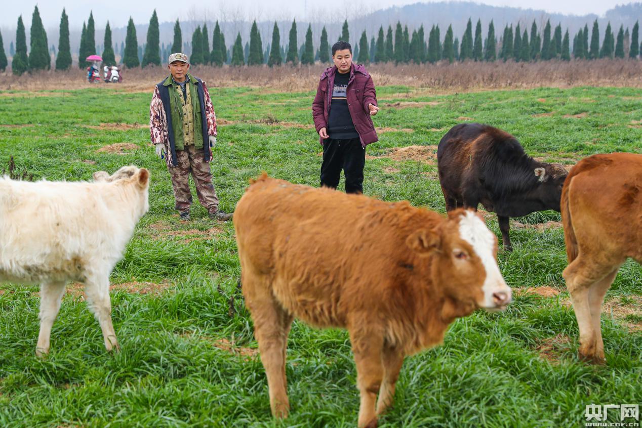 汪文彬(右)在其合作的太湖县当地某黄牛养殖基地,现场查看黄牛养殖