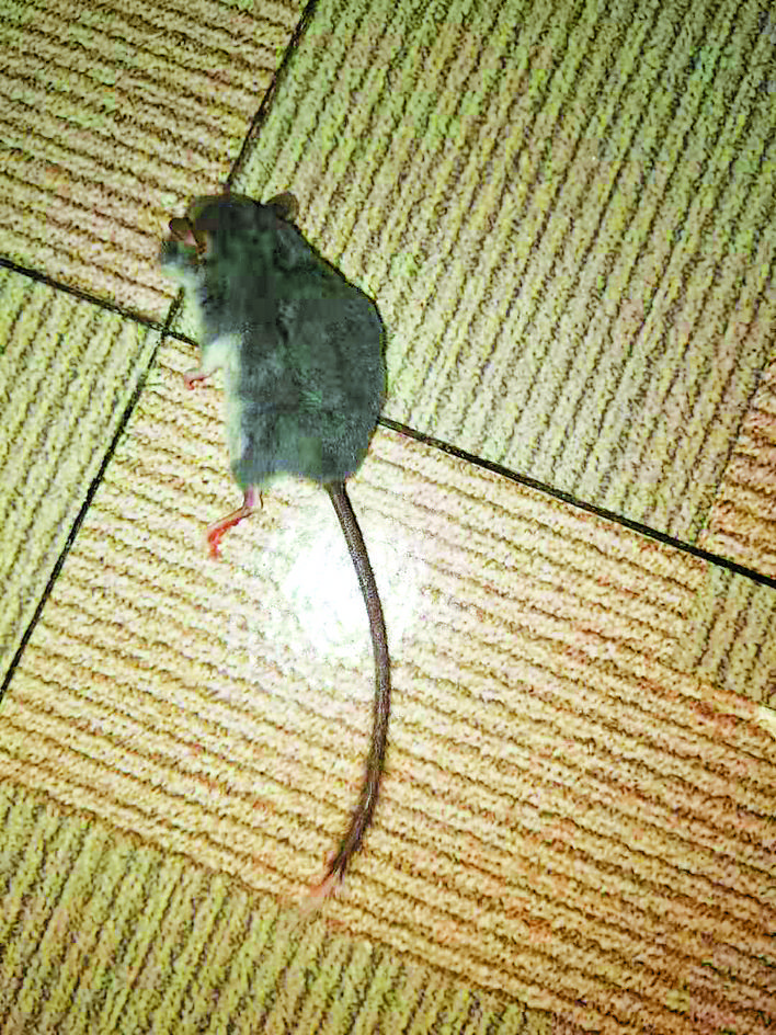 黄山发现哺乳动物新物种"黄山猪尾鼠"