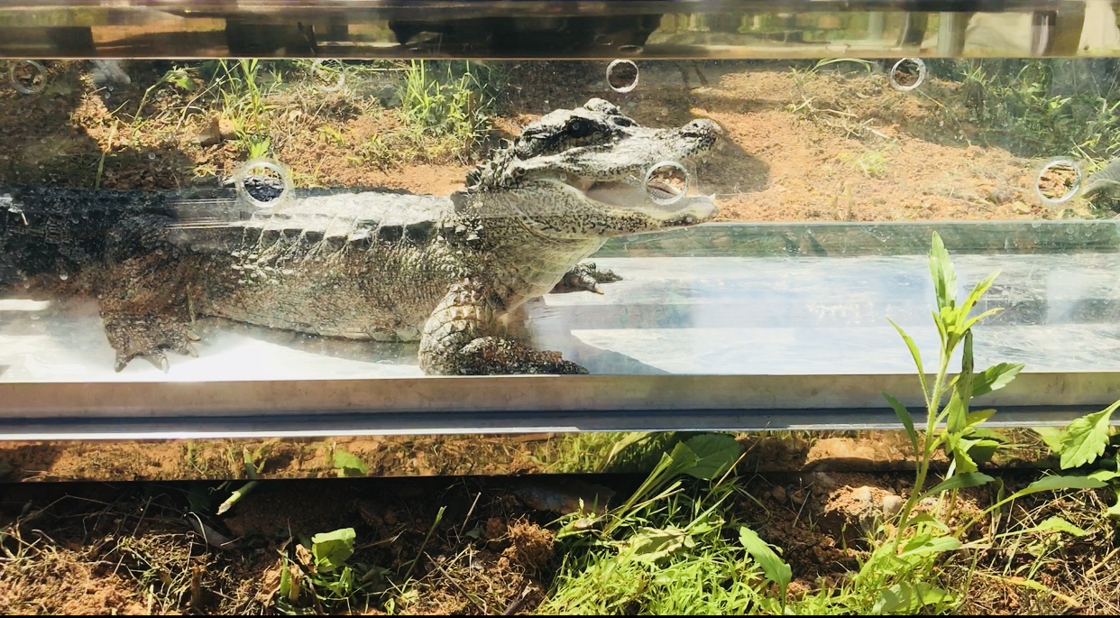 安徽:280条人工繁育扬子鳄放归自然