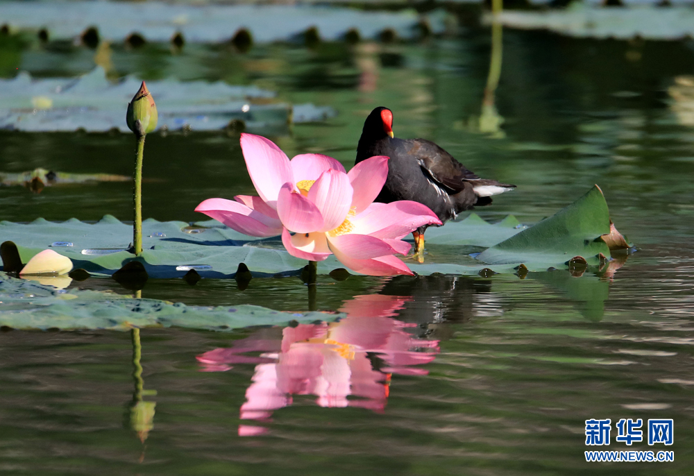 8月24日,一只黑水鸡在西递明镜湖的荷花间里游戈觅食.