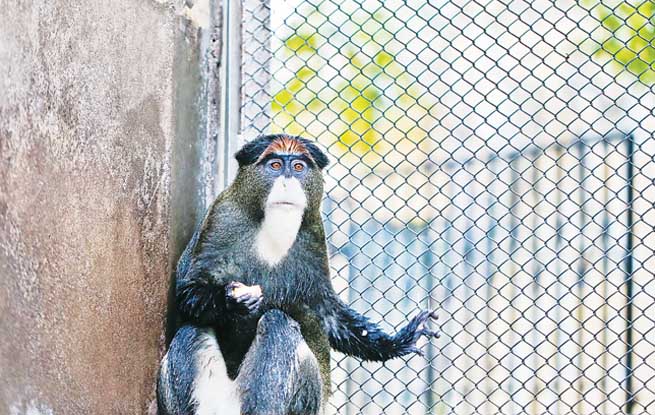 合肥野生动物园来了两只很有学问的"博士猴"