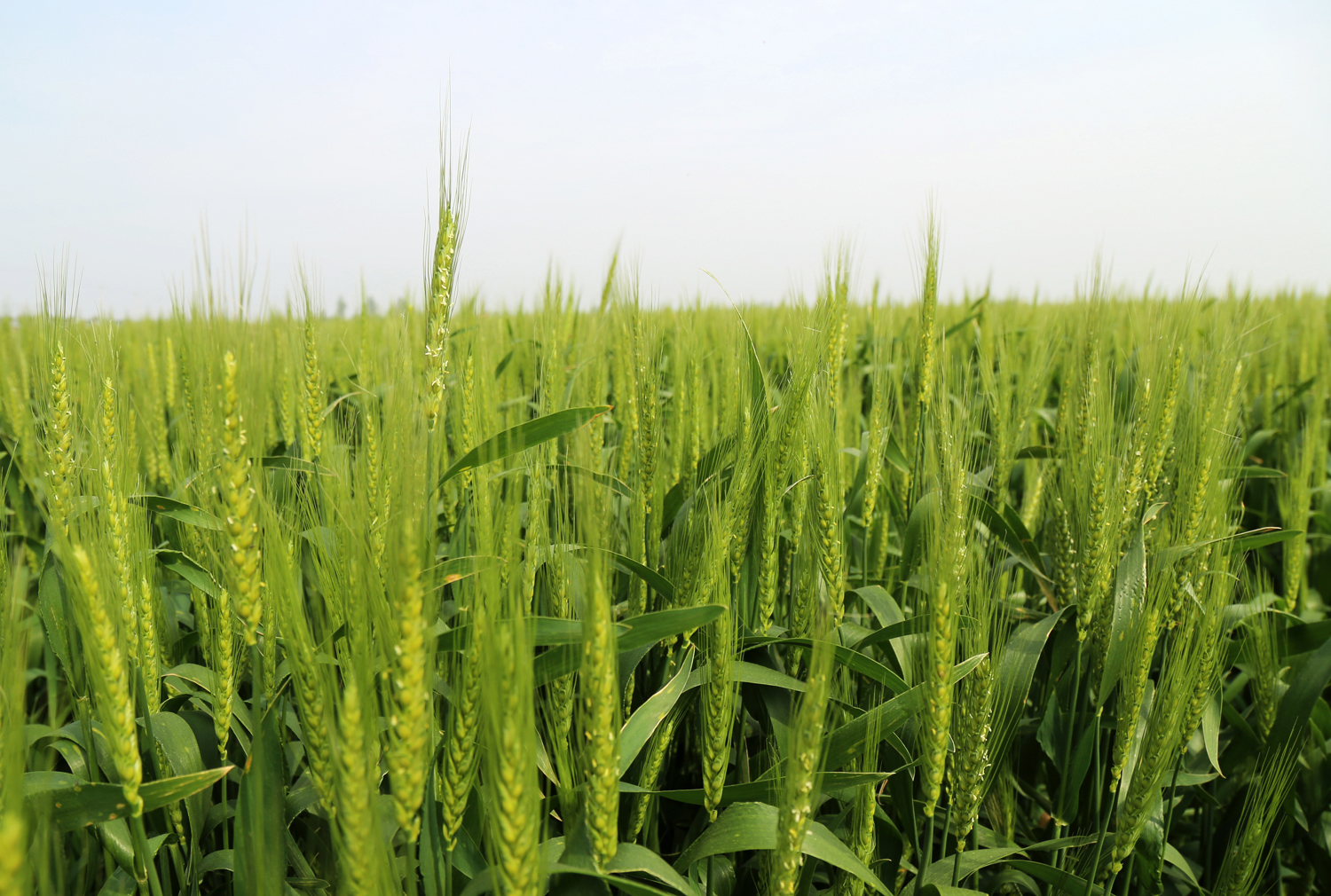 抓住"窗口期" 防控小麦赤霉病