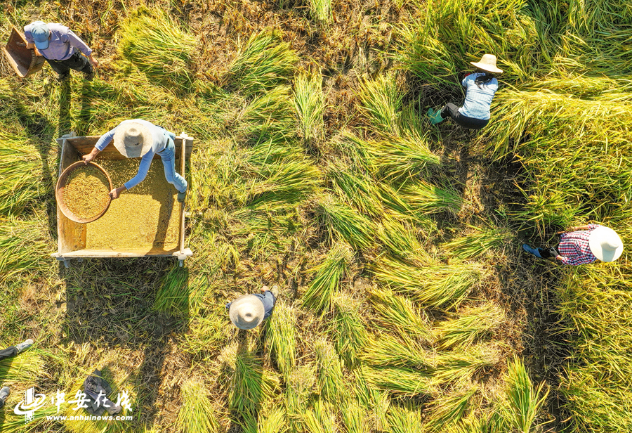 安徽石台 :千亩梯田迎丰收 农耕场景再呈现