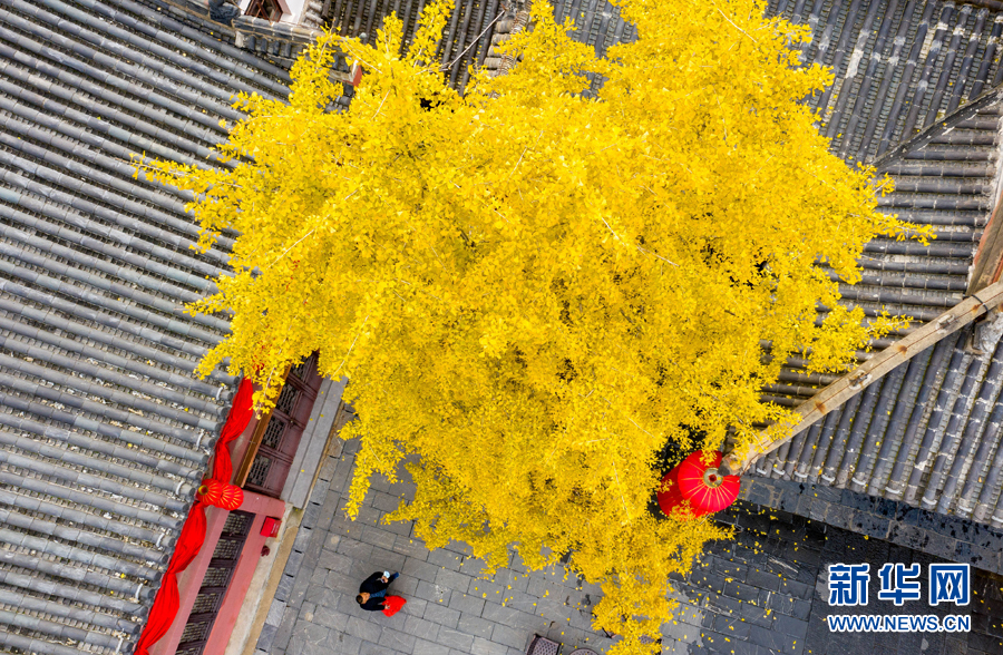 12月11日,在安徽省合肥市庐阳区城隍庙拍摄的银杏树.