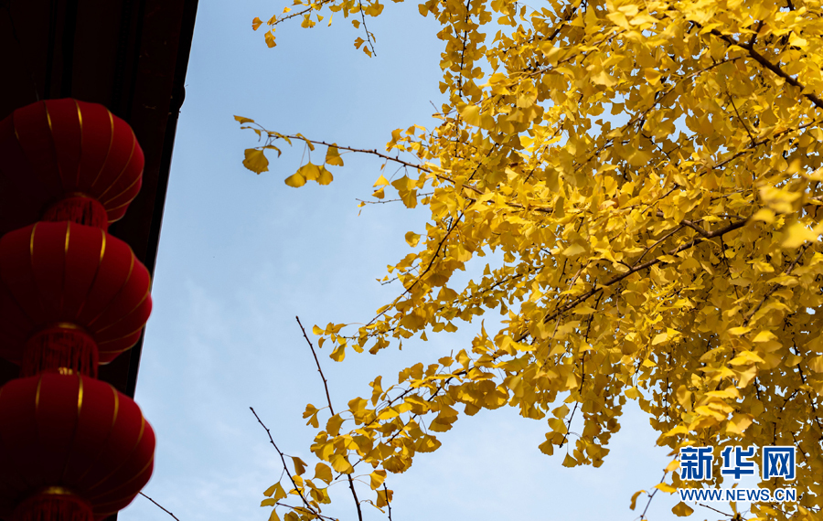 12月11日,在安徽省合肥市庐阳区城隍庙拍摄的银杏树.