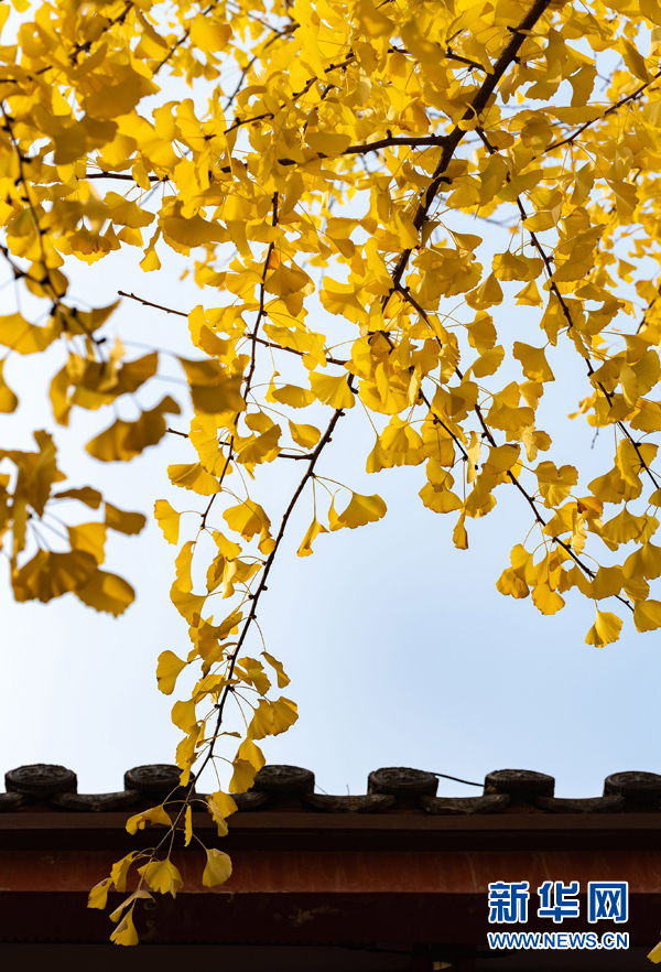 12月11日,在安徽省合肥市庐阳区城隍庙拍摄的银杏树.