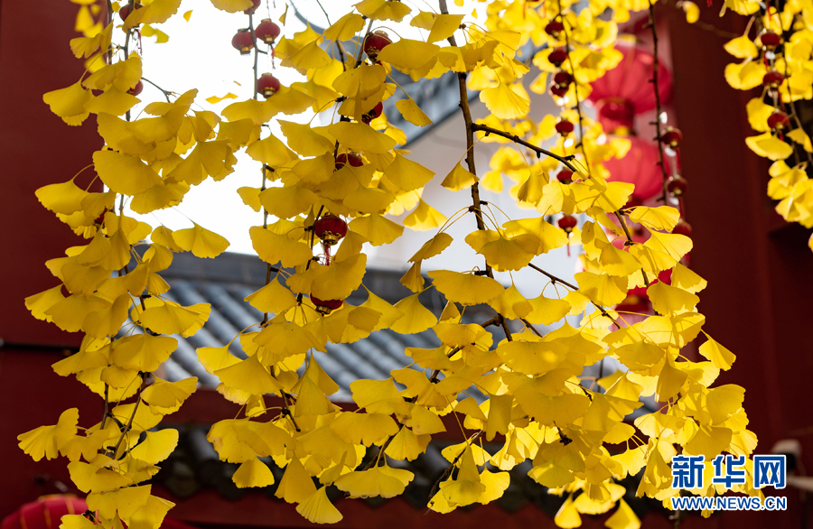 12月11日,在安徽省合肥市庐阳区城隍庙拍摄的银杏树.