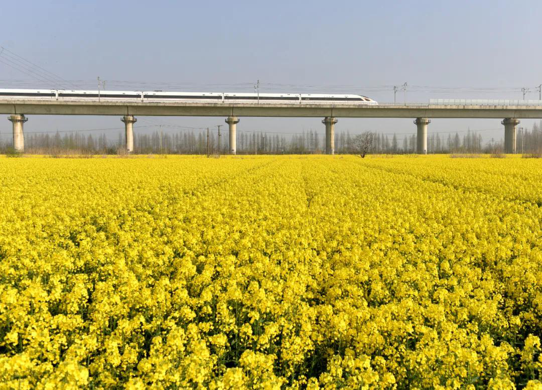 安徽巢湖:油菜花海美如画_央广网
