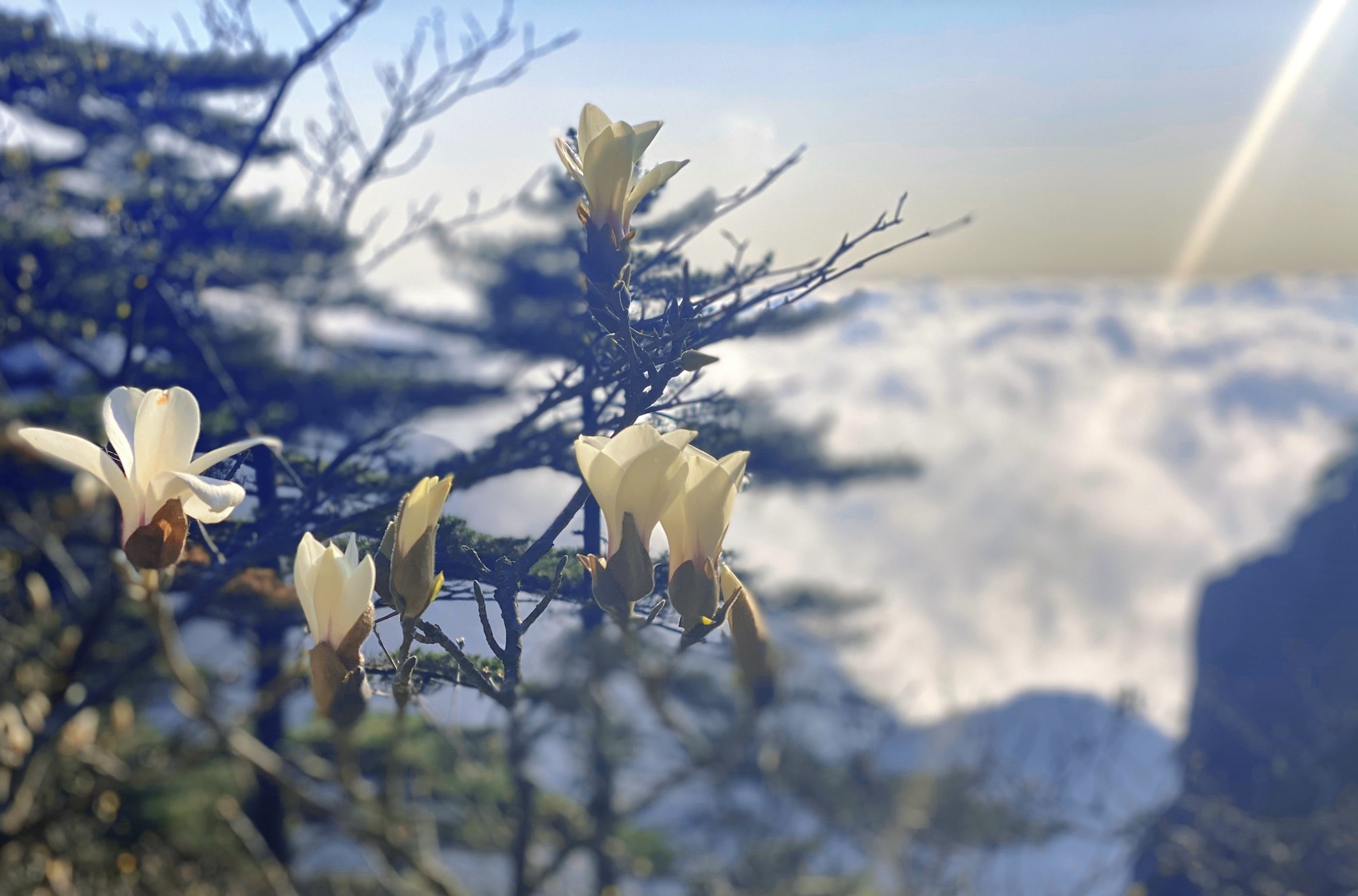 黄山之巅玉兰花开进入最佳观赏期