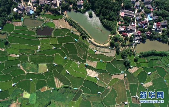 6月7日,鸟瞰安徽省合肥市庐江县庐城镇马店村,稻草垛装点着绿色田间