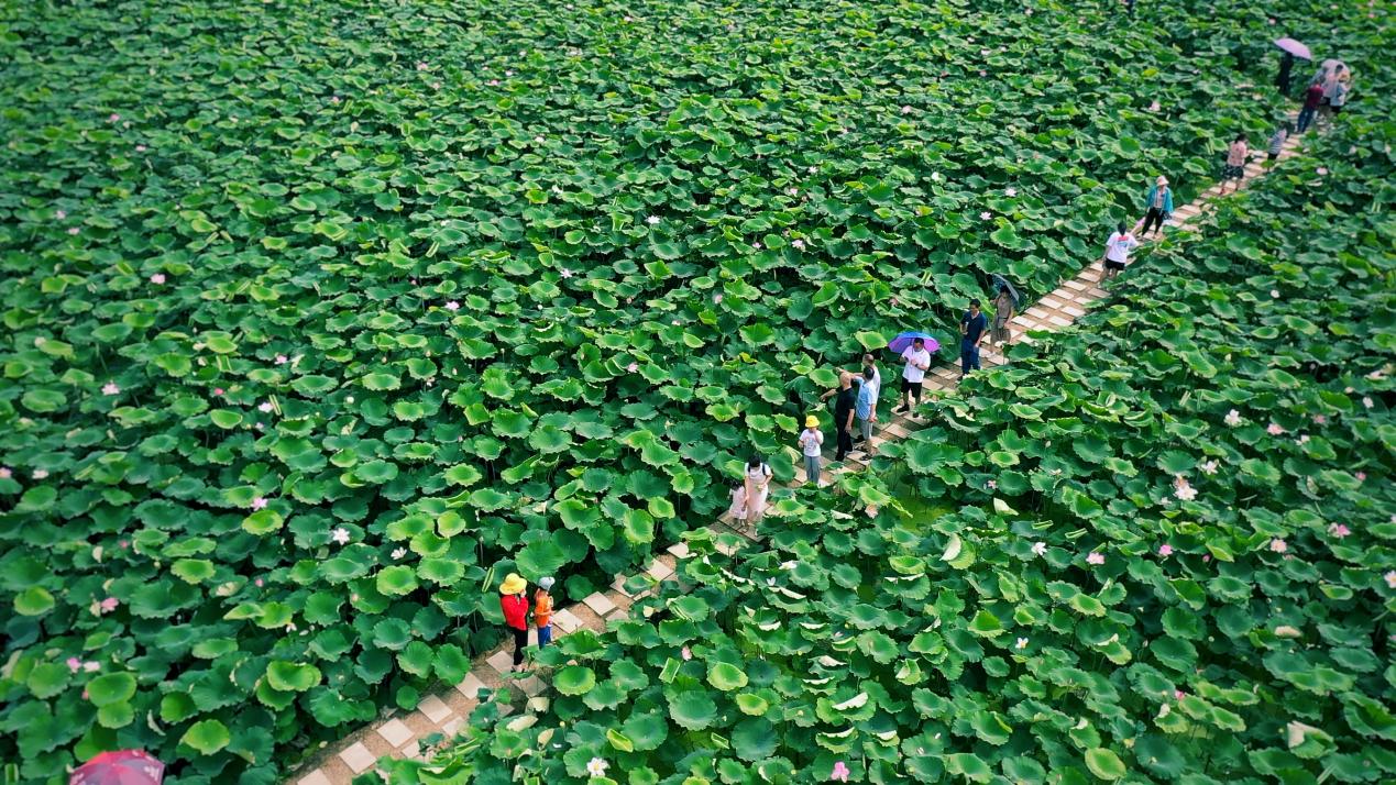2021肥西第四届荷花文化旅游节开幕