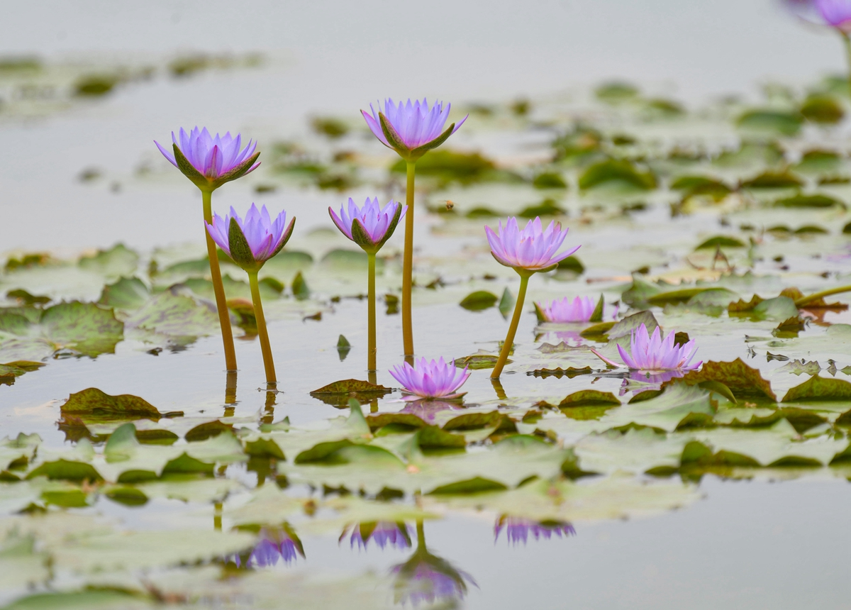 蚌埠韵莲荷花园内蓝莲花盛开.