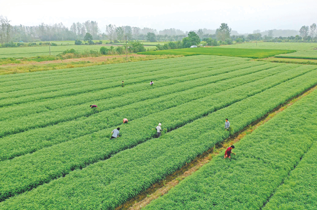 日前,全椒县十字镇杨庄村的芦蒿种植户正在田间除草,浇水.沈果摄