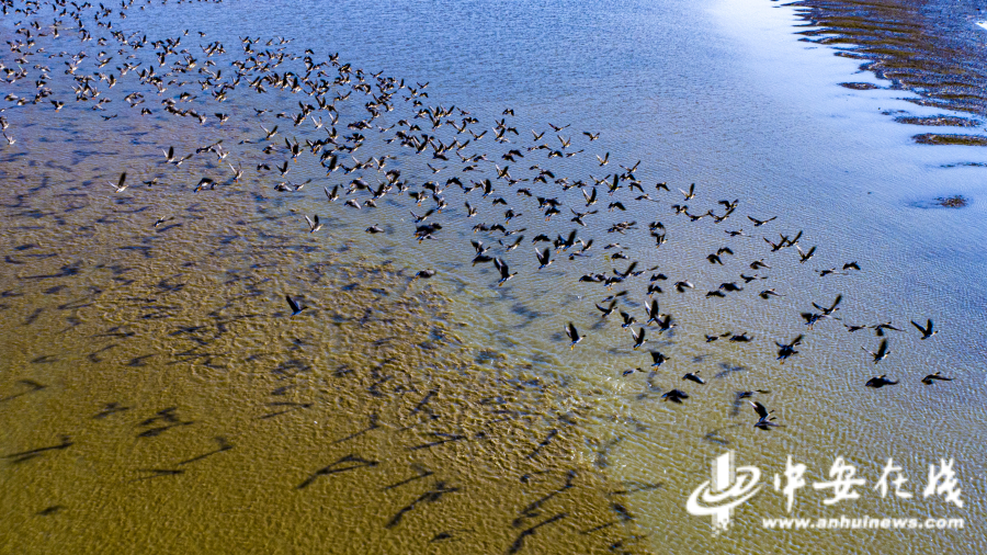 安徽池州:升金湖万鸟翩跹水云间