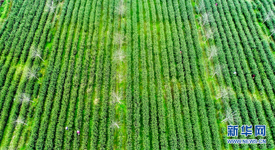 航拍:万亩岗地披绿装 春来农民采茶忙
