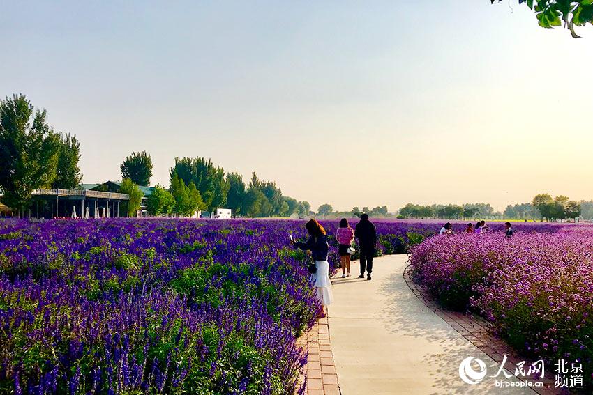 北京:500亩薰衣草盛开永定河畔