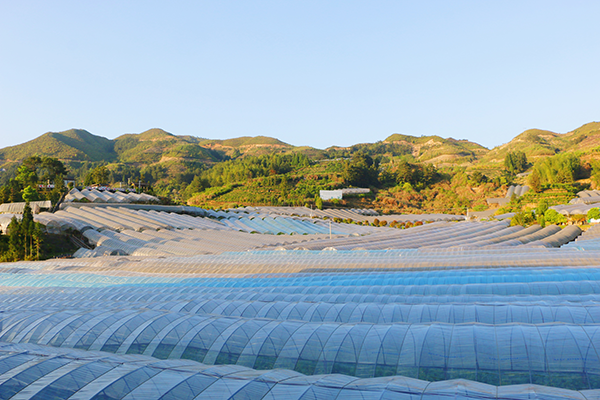 寿宁:"甜蜜产业"让群众腰包鼓了 日子美了