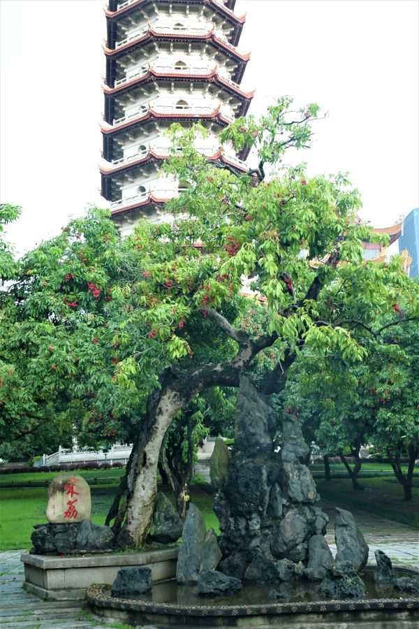 福州西禅寺:一棵千年"宋荔"的故事