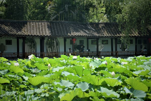 焦点图  提及荷花,福州的荷花也曾吸引不少的文人墨客为其吟诗作赋