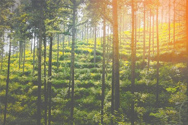 "卖碳翁"的翘望:林业碳汇,旺市何时来?