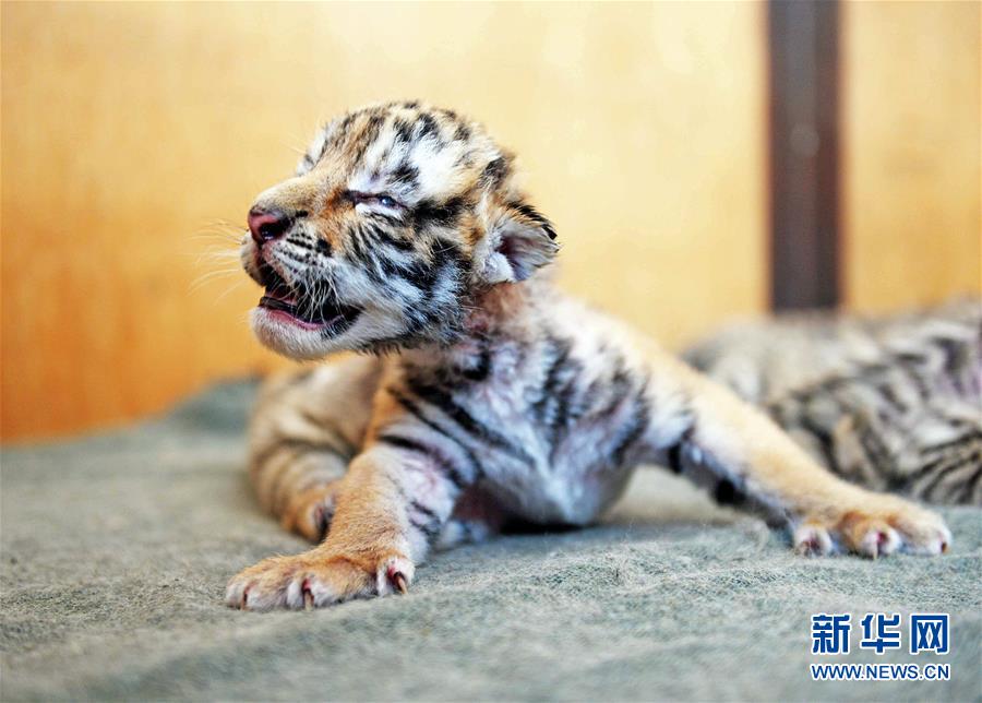黑龙江东北虎林园一只小老虎嗷嗷待哺(4月14日摄).