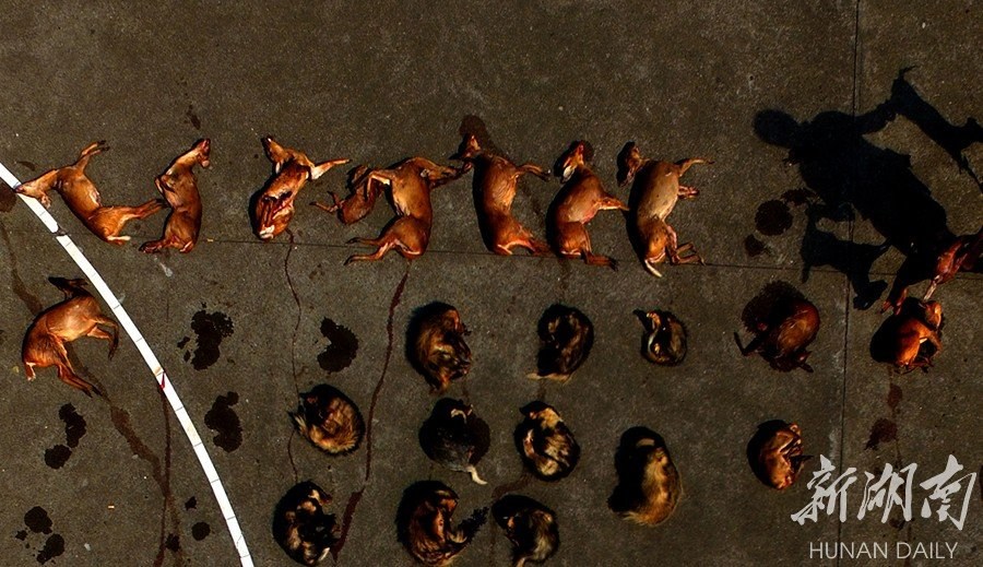 湖南截获车辆 塞满114只保护动物