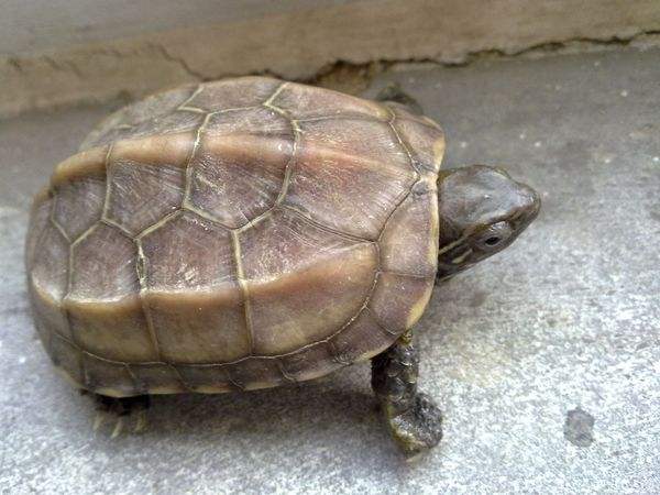 澳门赠广东一批濒危野生动物 顺利到达番禺