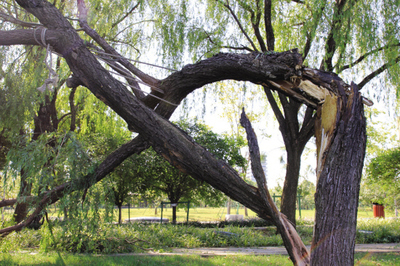 路旁大树折断砸伤人 肇庆公路局未尽责被判赔偿医疗损失