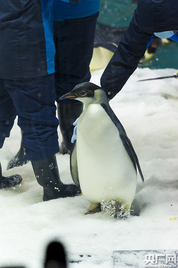 去年诞生的小帝企鹅皮皮今已长大成"鹅"