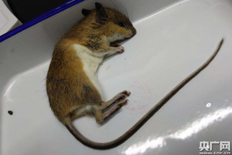 时隔34年 汕头口岸再次捕获针毛鼠