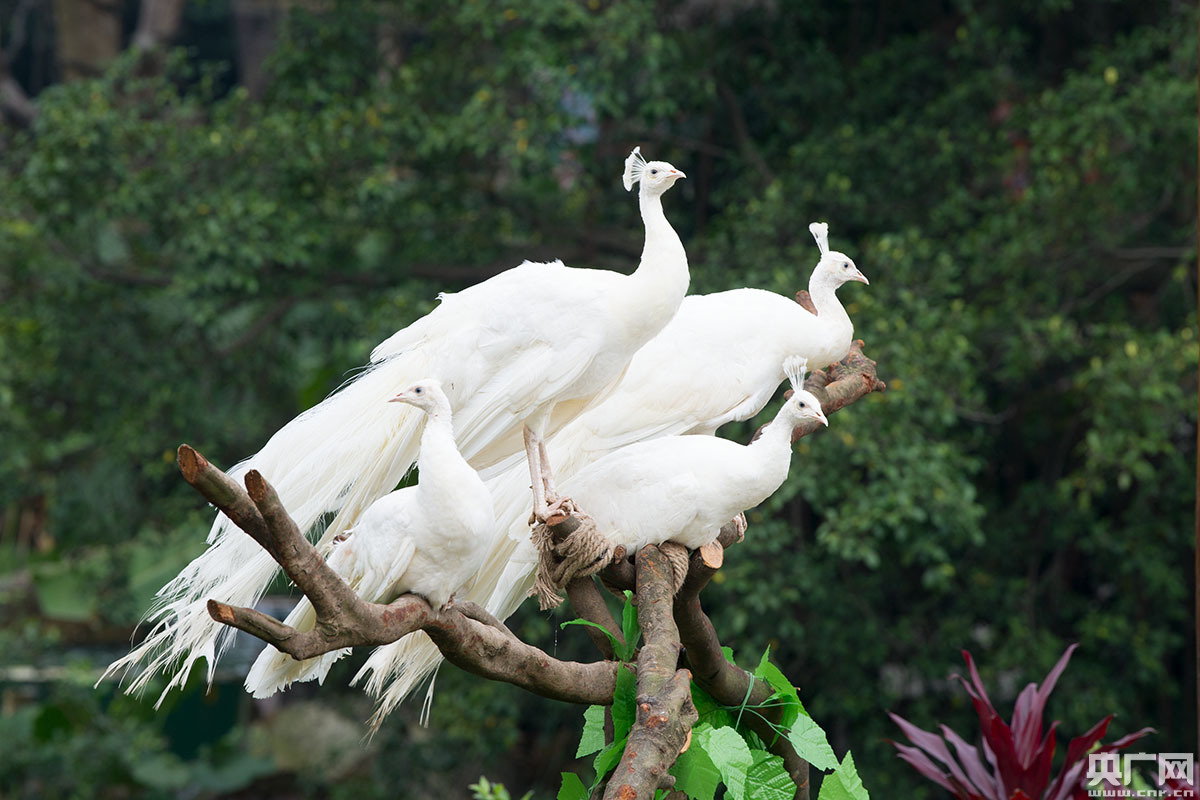 浑身洁白无瑕的小白孔雀惊艳出场.(央广网记者 官文清 摄)