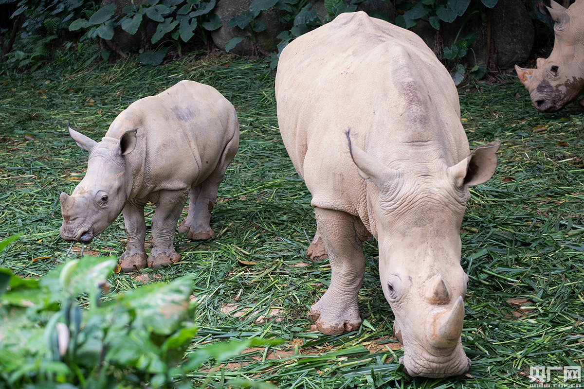 国内首只白犀牛"子二代"在广州成功繁育
