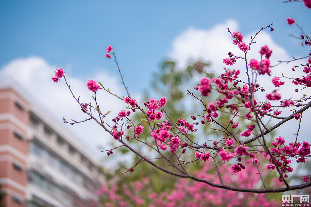华农樱花怒放成"网红"打卡点 吸引数万游客前来观赏