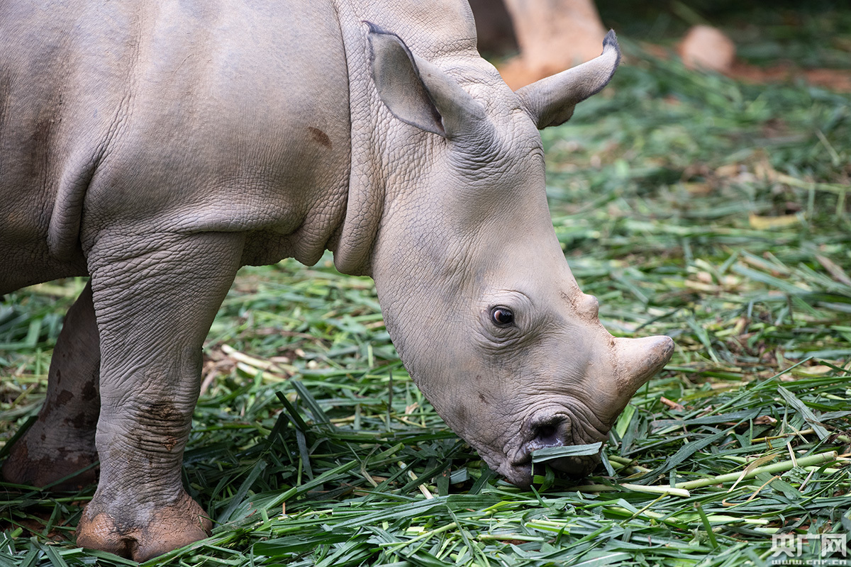 南方白犀牛"小王子"喜添"大壮丁" 系国内首只种群"子二代"