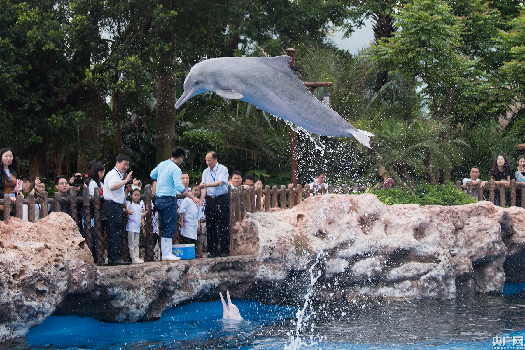中华白海豚保护宣传日 一起来珠海近距离观看这些"海上精灵"们