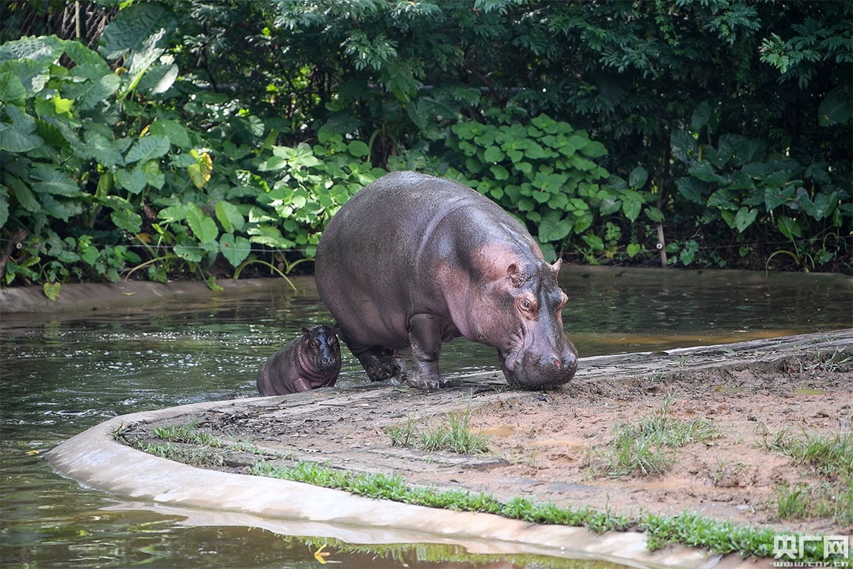 广州长隆新生河马宝宝首次亮相过端午