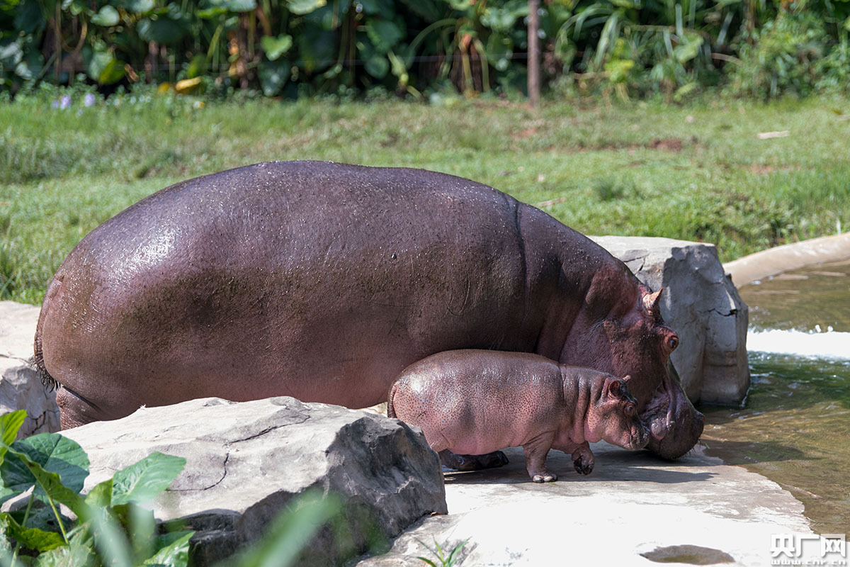 广州长隆新生河马宝宝首次亮相过端午