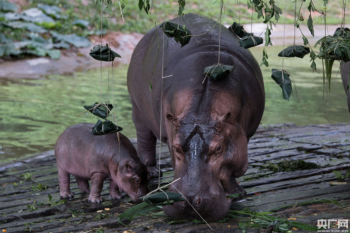广州长隆新生河马宝宝首次亮相过端午